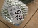 小汤山 北京 圆白菜 500g 基地直供新鲜蔬菜 实拍图