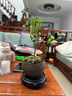 开时果 小叶紫檀盆栽桌面绿植黑骨茶 好养活办公室内花卉植物盆景摆件 舍得紫砂盆+苔藓+底托 实拍图
