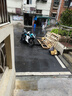春风250SR跑车450SR双缸水冷摩托车NK250cc街车公路赛趴赛重机车 白蓝色 牌证齐全可以上牌 实拍图