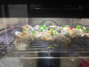 格兰仕（Galanz）电烤箱家用蒸烤箱26L多功能台式蒸烤一体机不锈钢内胆烘焙烧烤蒸箱烤箱二合一D22 实拍图