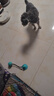 萌嘟星宠狗玩具吸盘拉力球漏食器大型犬耐咬磨牙洁齿解闷神器宠物用品 实拍图