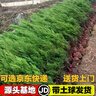 枫溢秋塔柏树苗柏苗松柏树苗扫墓墓地松树苗柏树苗四季长青工程绿化苗木 1.4-1.6米高 实拍图
