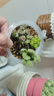多肉组合盆栽阳台盆栽喜阳植物新手福利按图发货品种花卉好养 网红款9种+不带盆土 实拍图
