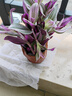 油画婚礼吊兰垂吊植物花卉植物室内花盆栽多肉水培绿植阳台紫露兰 油画吊兰（5-8棵）+肥【不含盆】 含盆 实拍图