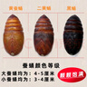 辽梦【销量20万+只】蚕蛹鲜活发货东北特产 新鲜茧蛹特级大黄蚕蛹蝉蛹 顶配大黄净重100g【8-10只】 实拍图