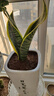 佰花锦金边虎皮兰盆栽好养常青绿植好养矮脚花卉室内客厅办公室耐旱 1颗精品金边虎皮兰裸根 整体高度约25-35cm 实拍图