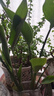 壹植水培天堂鸟盆栽花卉植物室内客厅绿植桌面鹤望兰吸甲醛四季好养活 精品水培天堂鸟2株+水培U型瓶 不含盆 实拍图