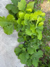 绿联适用苹果16/15钢化膜 iPhone16/15手机膜抗蓝光高清舒眼膜防摔耐磨防尘抗指纹保护膜 2片装 实拍图