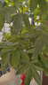 叹为观止大型植物发财树各种大颗盆栽开业乔迁客厅办公室内好养大型花卉 单杆发财树【1.5-1.7米】 不含盆 实拍图