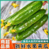 新鲜水果黄瓜现摘现发早餐减肥生吃无刺小黄瓜当季新鲜蔬菜即食 水果黄瓜 300g 实拍图