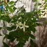 行湘水培植物干枝雪柳鲜枝水养年宵花喷雪花绿植遇水开花源头直发 实拍图