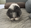 蒙贝互动奶酪棒 猫咪狗狗零食 软酪棒原味 中小型犬磨牙训犬16g×10支 实拍图