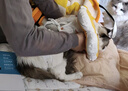 华元宠具（hoopet）猫咪绝育服宠物小狗狗母猫猫手术服透气戒奶服公猫防舔术后用衣服 实拍图