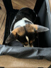 DO DO PET宠物车载笼猫笼狗笼可折叠大中小型犬狗狗宠物笼猫狗坐车隔离笼子 卡其色-四面网布开口款-快速送达 M码（66×45×45cm）全车型后排 实拍图