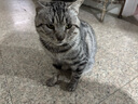 西玛（SIMAA）A4原木质感书写文件夹板夹 写字垫板金属强力夹写字板夹垫板试卷资料收纳夹加厚款 棕色19413 实拍图