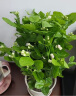 【雅之典】重瓣茉莉花盆栽室内观花植物四季好养带花苞开花不断绿植 茉莉花6年苗【仿陶盆】 好养活 实拍图