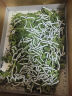 沃绣 新鲜桑叶 现摘大小蚕特嫩桑叶养蚕 蚕卵蚕宝宝食物饲料 桑苗盆栽 新鲜桑叶1斤/送结茧网 实拍图