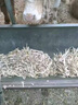 石佳康牧兽用牛羊专用驱除体内外多种寄生虫孕畜可用驱虫饲料添加剂 买2送1【发3袋】家庭养殖推荐 实拍图