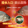 鲜丹蚯蚓红虫颗粒饵料邓刚推荐钓鱼专用全能野钓通杀鲤鱼鲫鱼腥香 红腥香-买1赠2【发三瓶】 实拍图