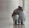 网易严选 宠爱相伴全价猫粮 9kg(1.8kg*5包） 实拍图