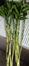 富贵竹水培植物盆栽绿植花卉室内花客厅招财水养转运竹节节高 富贵竹50-60厘米10颗（热卖款 不带花瓶 实拍图