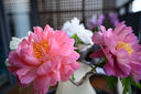 腾龙（Tamron）官方旗舰店A063 28-75mm F2.8 G2腾龙二代28-75 E口全画幅微单变焦镜头大光圈影像 尼康Z卡口 套餐一【腾龙UV礼包+偏振镜+闪迪64G SD卡】 实拍图