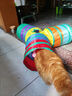 瓜洲牧逗猫棒猫玩具自嗨解闷神器猫隧道小猫咪迷宫通道幼猫宠物用品大全 彩虹Y隧道25（带球） 实拍图