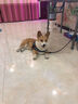 憨憨宠狗绳狗链子狗狗牵引绳中大型犬拉布拉多金毛防爆冲胸背带外出用品 红色 M号建议25-40斤以内 实拍图