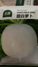 北蔬萝卜种子苗春不老大圆白萝卜甜脆冬春季蔬菜种籽 圆白萝卜种子15g 实拍图