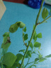 种菜果树植物通用复合肥肥料有机肥绿植花卉浓缩营养液营养土椰砖 复合肥1袋 实拍图