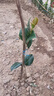 盆栽茶花苗 山茶花苗绿植花卉盆栽四季好养茶花树苗盆栽耐寒花卉观花植物室内花卉绿植开花不断 不含盆 正西施  3年苗 实拍图