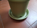 爱丽思（IRIS）Deepot花盆加厚树脂控根圆口绿萝绣球蔷薇月季塑料花盆 10号浅绿色(口径约32.8cm)无盆托 实拍图