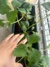 寿禾草莓苗带土发货大苗寿光大型苗场四季带盆栽好蔬菜苗批发种子秧苗 红颜草莓苗 6盆+肥料 实拍图