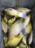 邓刚推荐千里香钓鱼小药野钓黑坑鲫鱼鲤鱼草鱼开口剂饵料窝料诱鱼 邓刚版千里香+麝香酒【爆装 实拍图