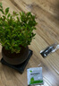 开时果 小叶赤楠盆景摆件 办公室桌面绿植花卉好养盆栽植物源头直发包邮 【热销款】舍得紫砂盆+黑石+底座 实拍图
