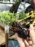 迎胤国印度小叶紫檀貔貅手把件文玩小摆件红木招财貔貅随身盘玩皮丘挂件 实拍图