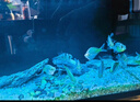 坤宁王 亚甲基蓝鱼药鱼缸杀菌消毒溶液养鱼用烂身烂尾白点净水霉病克星 实拍图