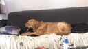 阿莫尔狗狗发光项圈带灯狗圈亮光颈圈中型小型犬泰迪脖圈脖套防车祸夜光 蓝色电池项圈+吊坠 L-大型(脖围48-60) 实拍图