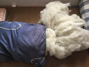 九洲鹿家纺 纤维枕头枕芯单只装 45×70cm鲸鱼 实拍图