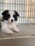 宁宠 边牧犬边牧幼犬陨石色活体边境牧羊犬幼崽宠物狗狗活体狗 宠物级 实拍图