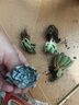 多肉植物精选图片品种发货照图办公室室内阳台桌面图片品种指定品 紫珍珠+淡雪+黄丽+蓝鸟+盆土 实拍图
