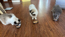 领先猫主食罐头猫咪零食湿粮全价猫粮礼盒装混合口味85g*30罐 实拍图