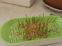 疯狂的主人猫草+10袋小麦种子盆栽无土水培薄荷去化毛球助排毛猫咪零食成幼 实拍图