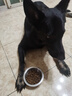 Orijen渴望狗粮 成犬幼犬无谷天然鸡肉进口全价通用犬粮11.4kg效期26/2 实拍图