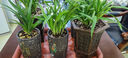 劉閣蘭花超香建兰四季兰当年开花壮苗满屋飘香室内四季常青花卉盆栽草 2苗连体【蓝宝石】带黑色兰花盆 实拍图