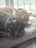 冠能猫粮 成猫猫粮鸡肉味10kg 全价猫粮 稳固免疫 适口性强 实拍图