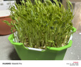 北蔬 水培蔬菜种子套餐豌豆芽苗菜发芽盆 (五角盒)豌豆苗水培蔬菜套装 实拍图