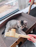 DSRAWMYT 猫梳子 梳毛刷 猫咪去浮毛猫毛清理器除毛针梳狗狗梳子宠物用品 实拍图