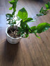 重瓣茉莉花盆栽浓香型南方四季开花带盆驱蚊绿植花卉室内阳台庭院 茉莉4~5棵带花苞发货【送八角高档陶瓷盆】 实拍图