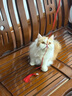 LEGENDSANDY蓝氏猫零食全价主食猫条成猫幼猫鲜肉猫湿粮罐头混合口味 16g*12 实拍图